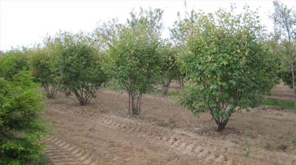  Irga - arbustive tentaculaire, donc lors de la plantation doit rester à une distance des plantes adjacentes 2 - 5 m