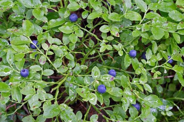  Blaubeeren auf einem Busch bereit zu ernten