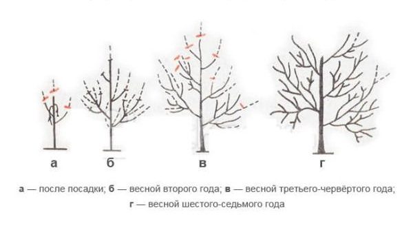  Kronenformationsschema Aprikosen Triumph North