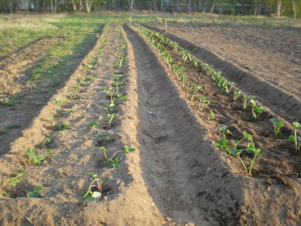  Fraises de Kimberley fraîchement plantées