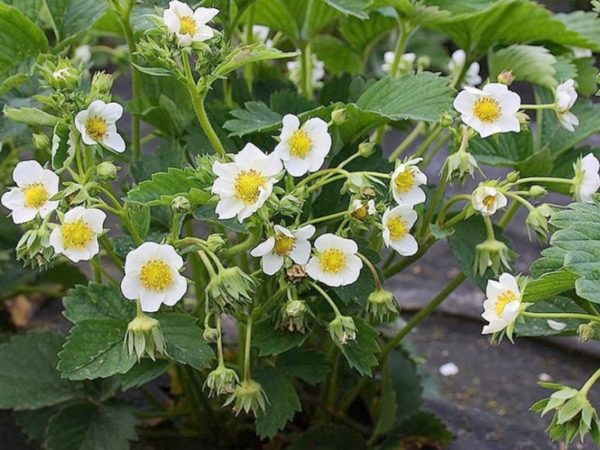  Bush-Erdbeere Zenga Zengana in voller Blüte