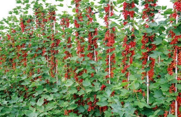  Rote Johannisbeere auf einem Shtambe