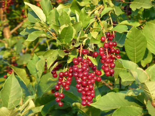  Cerisier rouge est le nom biologique Virginskaya