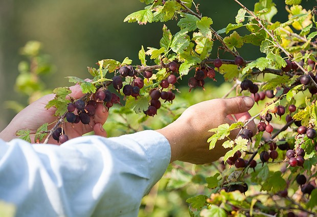  Pflege der Stachelbeere im Herbst