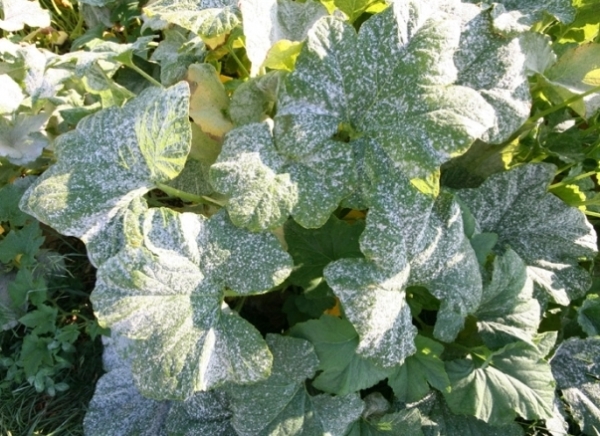  Aus Mehltau müssen Sie die Johannisbeere mit Fitosporin oder einer Lösung von Jodapotheke besprühen und 1% blaues Vitriol auftragen