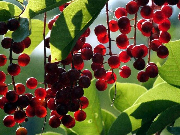  In der roten Vogelkirsche enthaltene Anthocyane verstärken die Sicht