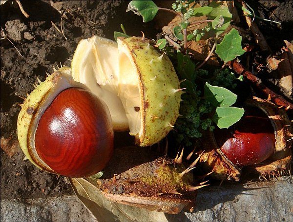  Marrons fraîchement tombés