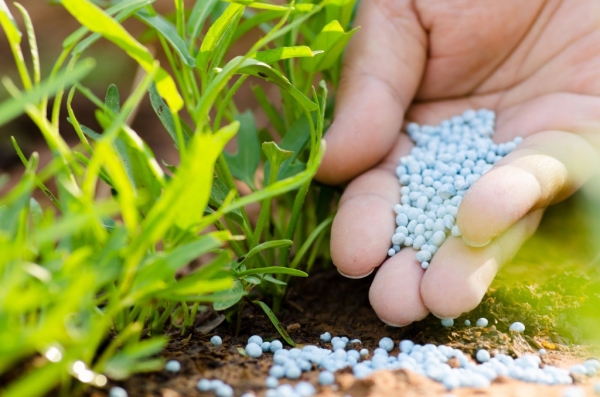  Nach dem Beschneiden im Frühjahr sollten Johannisbeeren mit Superphosphat, Kaliumchlorid, Ammophoska und Harnstoff befruchtet werden