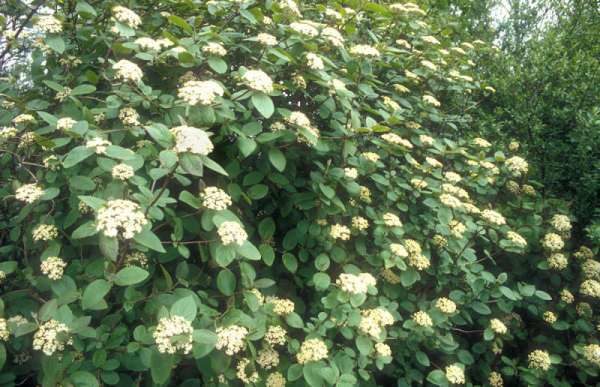  Kalina Gordovina in voller Blüte