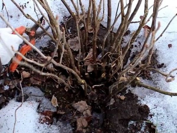  Stachelbeere im Spätherbst beschneiden