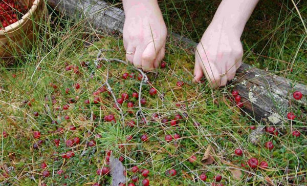  Récolte de canneberges en automne