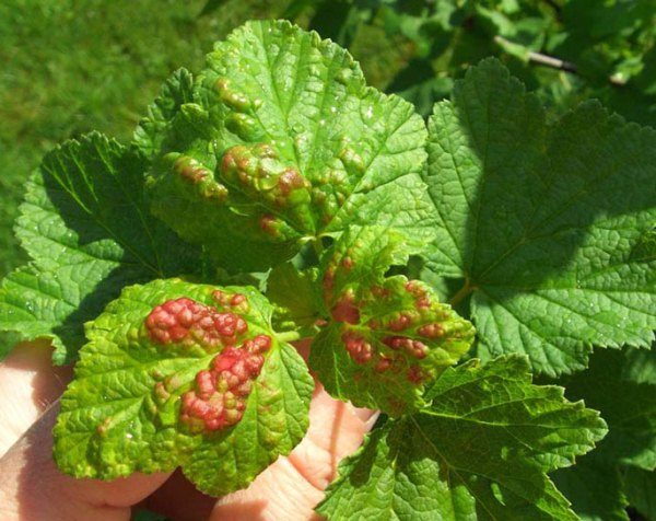  Rotbraune Flecken auf Johannisbeerblättern - ein Zeichen für Anthracnose