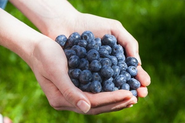  Blaubeeren schützen vor allen Arten von Viruserkrankungen, die während der Schwangerschaft völlig unerwünscht sind.