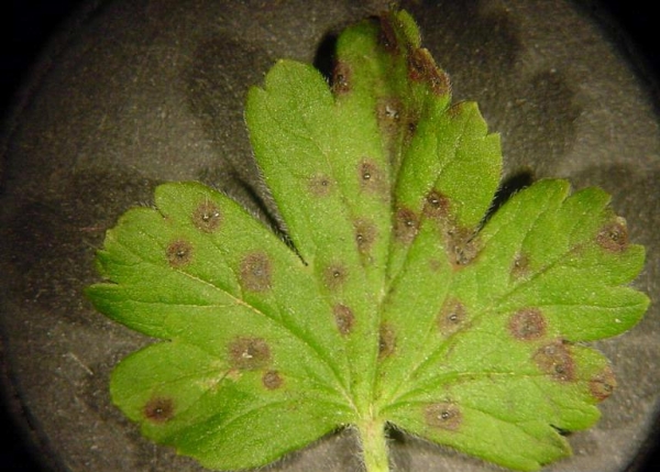  Pour le traitement de l'anthracnose, les feuilles du groseillier doivent brûler, vaporisez du sulfate de cuivre et de la bouillie bordelaise.