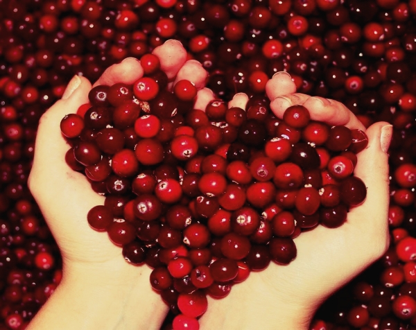  Cranberries sind für schwangere Frauen nützlich, jedoch nicht in den letzten Stadien der Schwangerschaft oder beim Stillen.