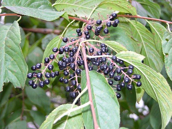  Gereifte Beeren von Maak