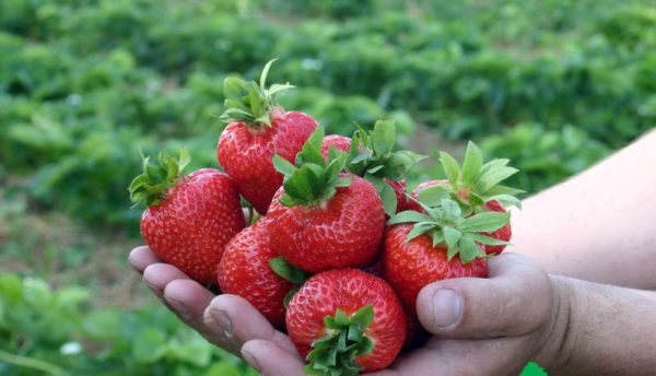  Récolte de fraises mûres