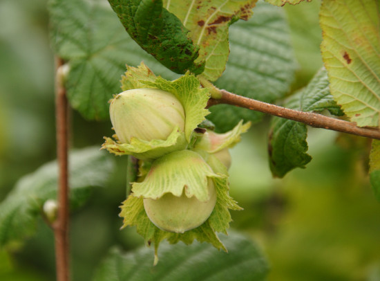  Noisettes vertes