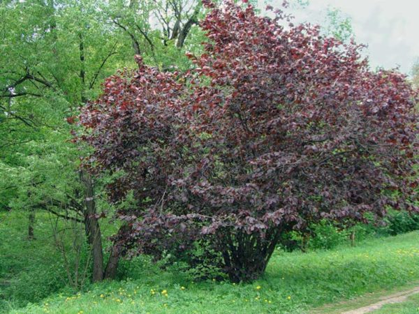  La noisette peut atteindre 5 m de hauteur