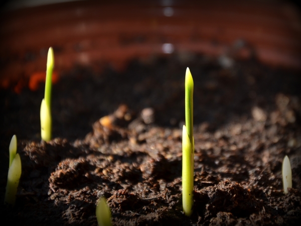  Les os de pêche sont immédiatement plantés dans des pots avec un mélange de terre, après les avoir gardés au réfrigérateur pendant 6 à 10 jours.