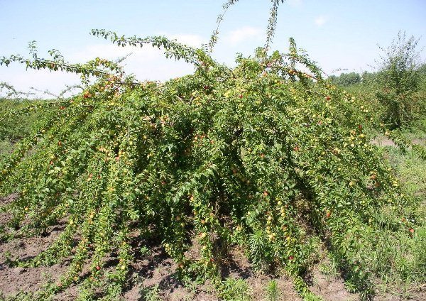  Comète Kuban de l'arbre Alycha