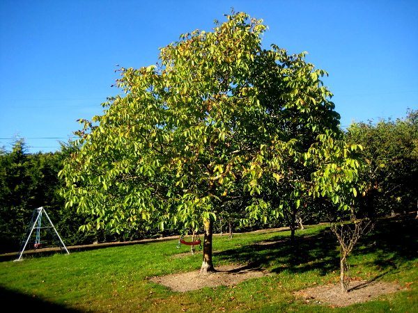  Noyer Idéal - c'est l'arbre dominant et tout ce qui sera planté à côté est voué à la ruine