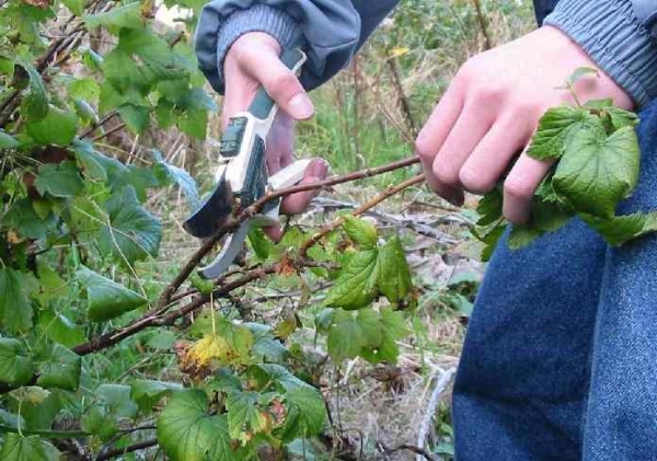  Johannisbeer-Schnitt wird durchgeführt, um die korrekte Form des Busches zu bilden, um die beschädigten und erkrankten Äste zu reinigen und den alten Busch zu verjüngen.