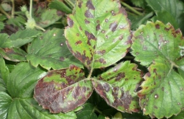  Les feuilles de fraise Elizabeth 2 sont frappées par une tache brune