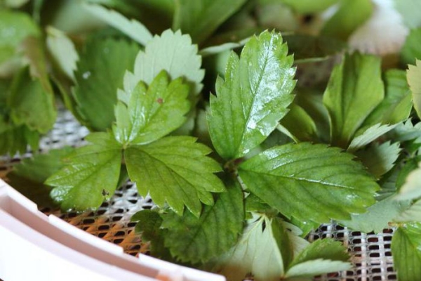  Les bouillons de fraises ont un effet tonique et tonique, prennent contre l'insomnie, la toux et le surmenage