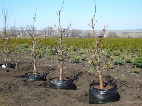  Plants de pêche prêts à être plantés