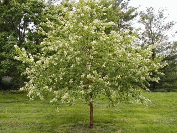  Bird cherry Maak va décorer votre jardin