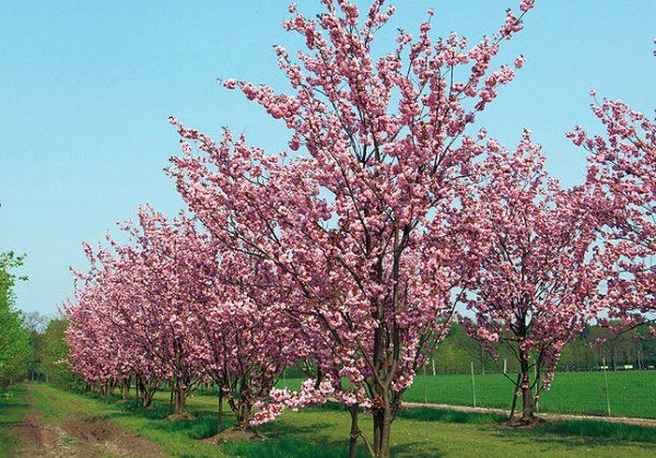  Prunus Amanogawa (Sakura) cerisier des oiseaux