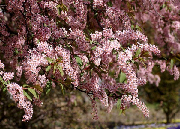  Prunus colorate