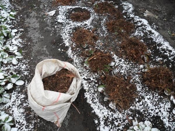  Schutz der Gartenerdbeeren Zenga Zengana für den Winter