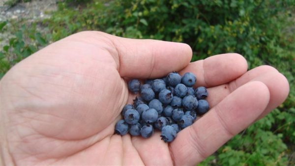  Reife Blaubeeren auf der Handfläche