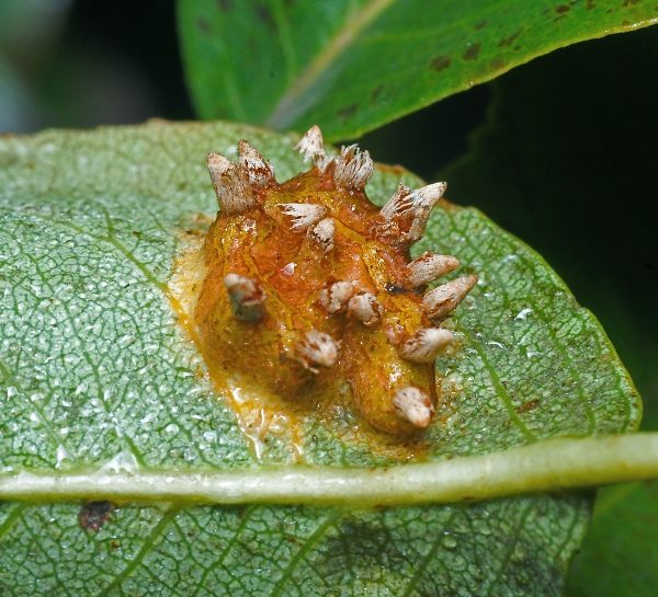  Rouille sur les feuilles du cerisier Maak