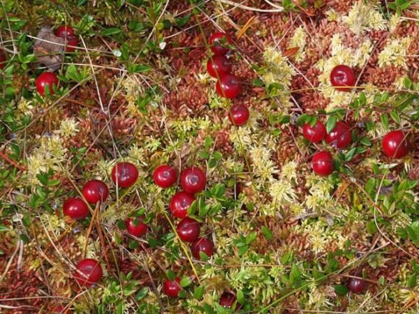  En Russie, les canneberges poussent dans les marécages et dans les forêts de conifères brutes