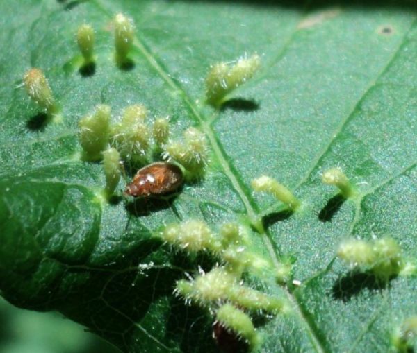  Tétranyque sur des feuilles de cerisier Maak