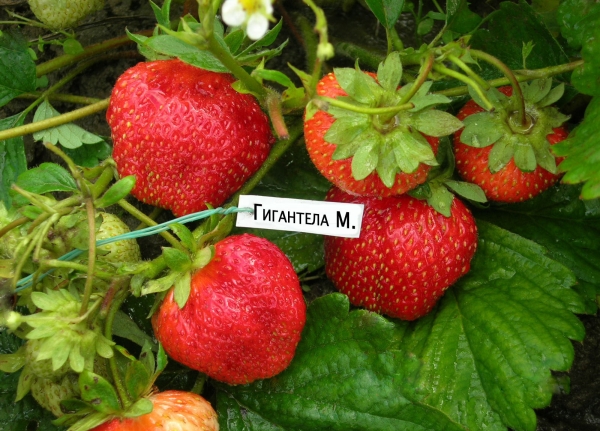  Gigantella Strawberry: Sortenbeschreibung, Pflanz- und Pflegeregeln, Krankheiten und Schädlinge, Bewertungen von Gärtnern