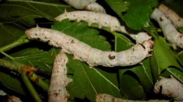  Raupen von flaumigen Seidenraupen beschädigen Kirschpflaumenblätter