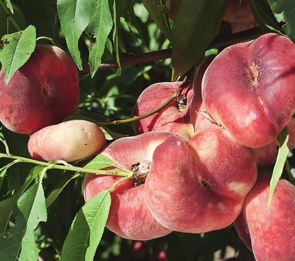  Nikitsky à la pêche aux figues