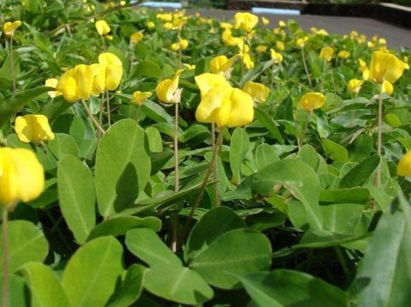  Plantation d'arachides en fleurs