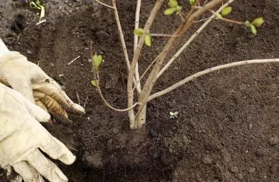  Pflanzen von jungen Sämlingen Viburnum