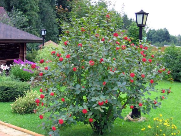  Fruchtfleisch von Viburnum an der Datscha