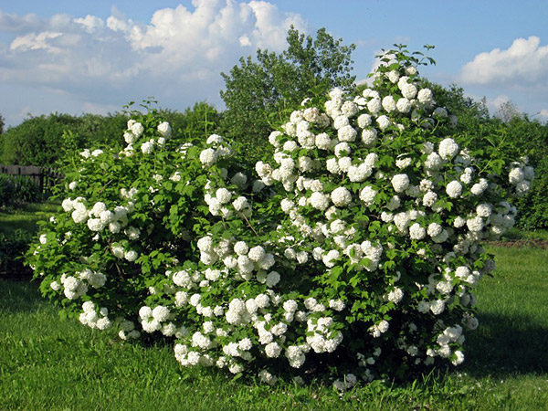  Frühling blühender Viburnum