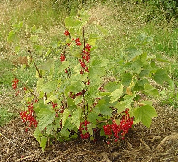  Junger Busch der roten Johannisbeere