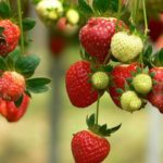  Herzberg grosses fraises