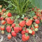  Erdbeeren mit großen Früchten von Sakhalin