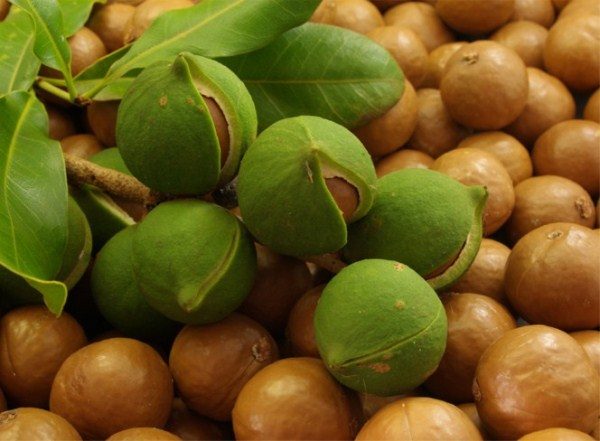  Noix de macadamia