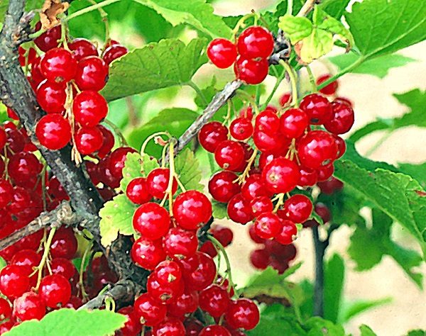  Trauben von reifen Beeren der roten Johannisbeere